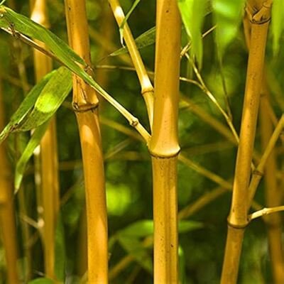 Bamboo