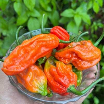  King Chilli / Bhot Jolokia